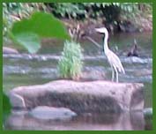 The Heron. Unfortunately the leaf on the left put it slightly out of focus. Definitely a Larry photo.